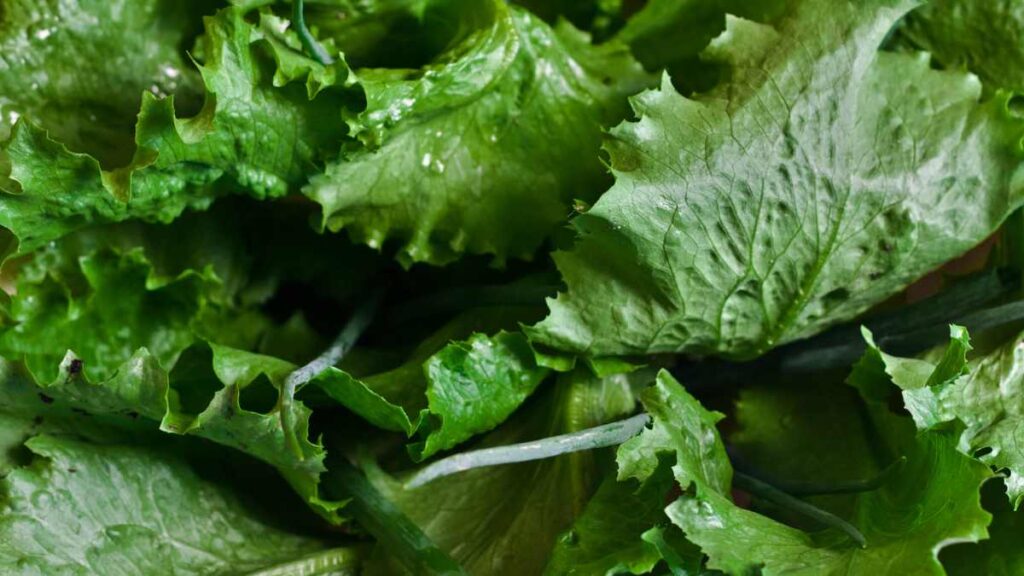 Manfaat daun selada untuk kesehatan